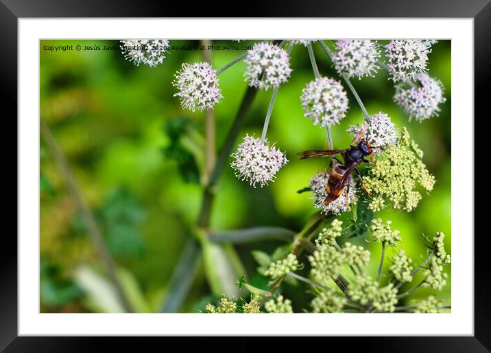 The Beauty and Power of a Wasp Framed Mounted Print by Jesus Martínez
