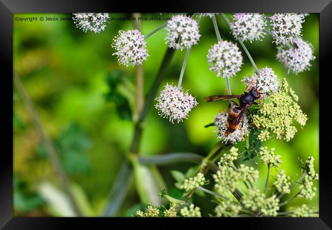 The Beauty and Power of a Wasp Framed Print by Jesus Martínez