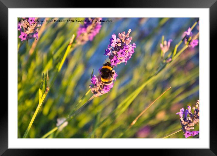 A Bees Morning Feast Framed Mounted Print by Jesus Martínez