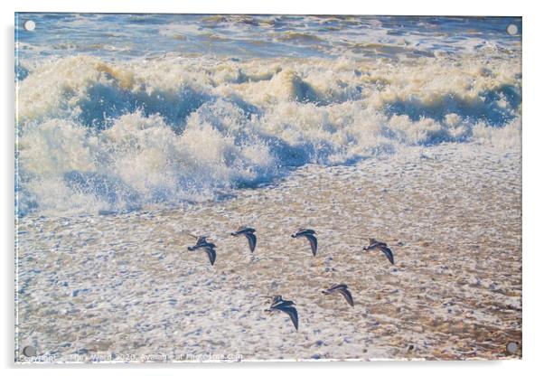 A flock of  birds flying over a beach Acrylic by Mark Ward