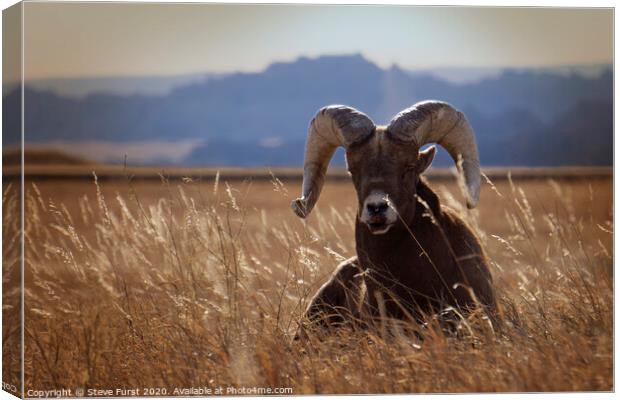 A big horned sheep basking in the sun Canvas Print by Steve Furst