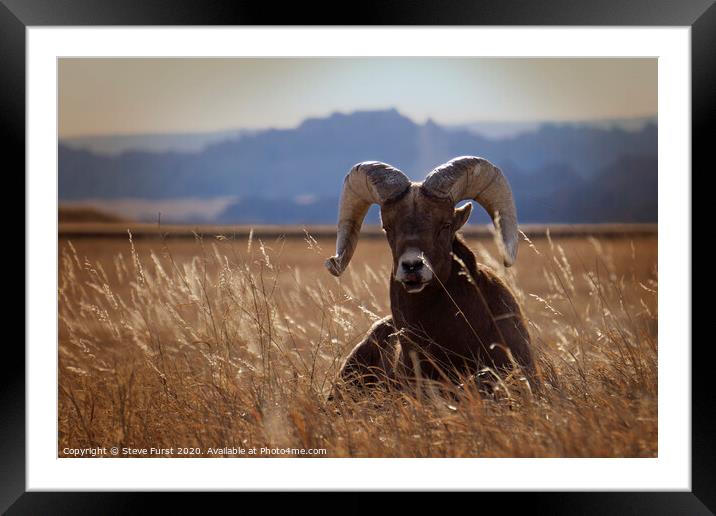 A big horned sheep basking in the sun Framed Mounted Print by Steve Furst