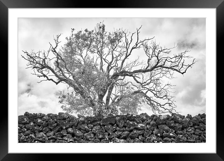 An Old Tree on Maui Framed Mounted Print by Jim Hughes
