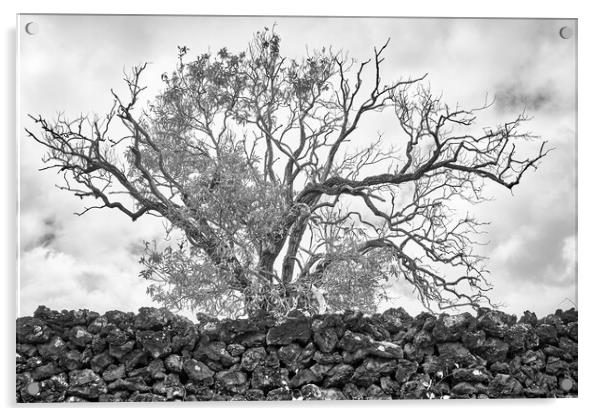 An Old Tree on Maui Acrylic by Jim Hughes