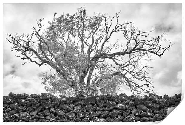 An Old Tree on Maui Print by Jim Hughes