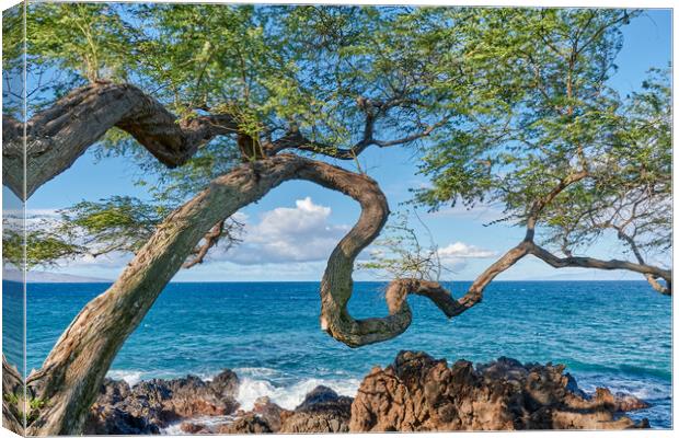 Koa Tree on Maui Canvas Print by Jim Hughes