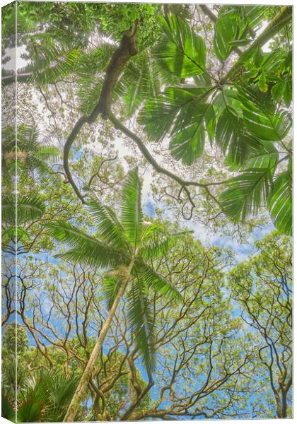 Tropical Trees Canvas Print by Jim Hughes