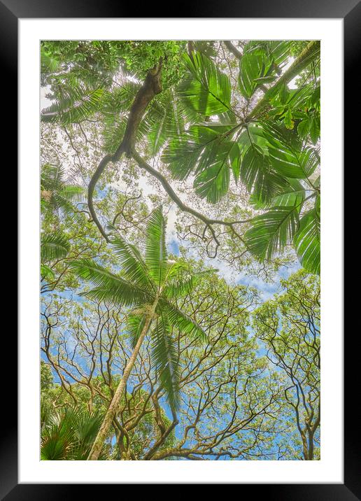 Tropical Trees Framed Mounted Print by Jim Hughes