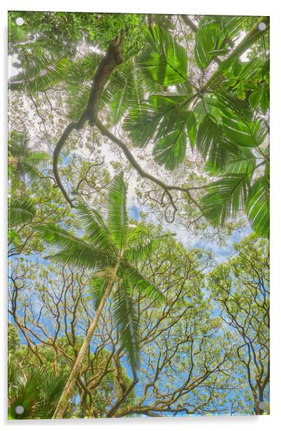 Tropical Trees Acrylic by Jim Hughes