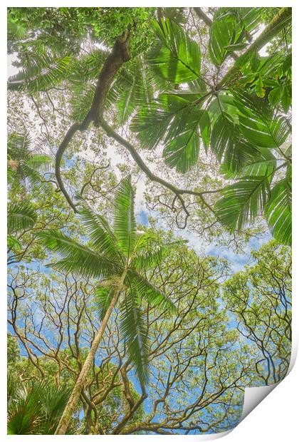 Tropical Trees Print by Jim Hughes