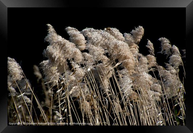 Grass In The Wind Framed Print by Graham Palmer