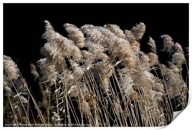 Grass In The Wind Print by Graham Palmer