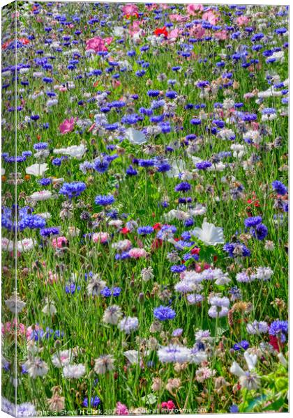 Wildflower Meadow Canvas Print by Steve H Clark