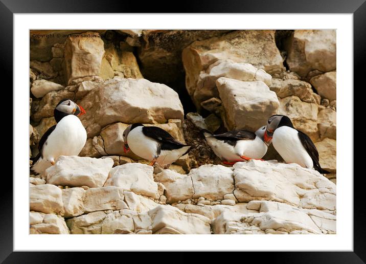 SHY PUFFIN Framed Mounted Print by andrew saxton