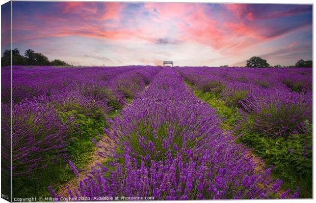 Mayfield Lavender Farm Canvas Print by Milton Cogheil