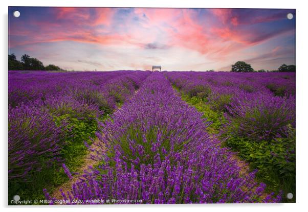 Mayfield Lavender Farm Acrylic by Milton Cogheil