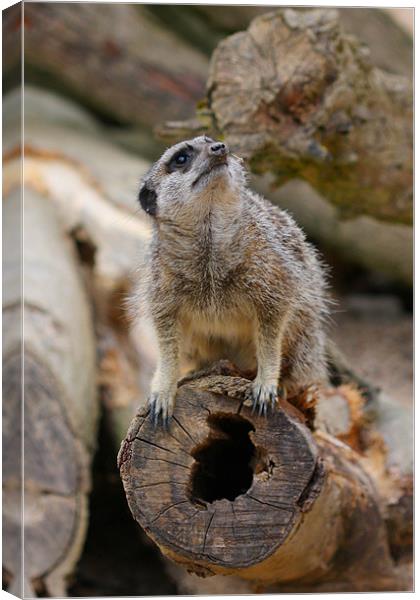Inquisitive Meerkat Canvas Print by Phil Hall