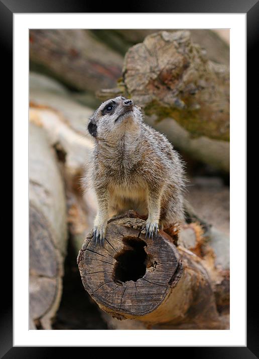 Inquisitive Meerkat Framed Mounted Print by Phil Hall