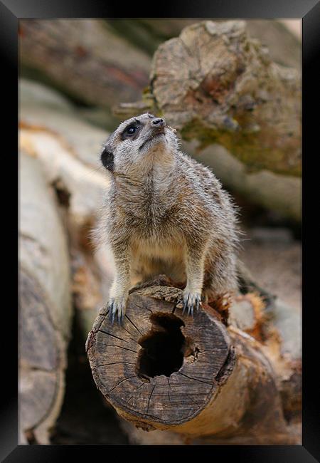Inquisitive Meerkat Framed Print by Phil Hall
