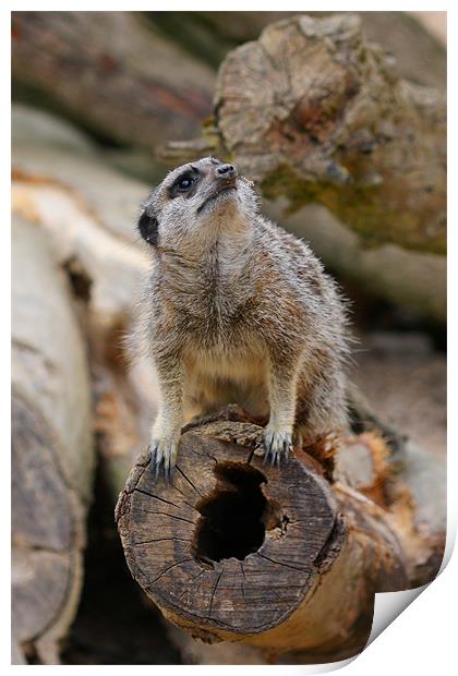 Inquisitive Meerkat Print by Phil Hall