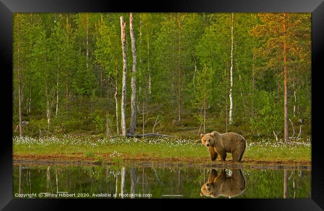 Brown bear standing next to lake Framed Print by Jenny Hibbert