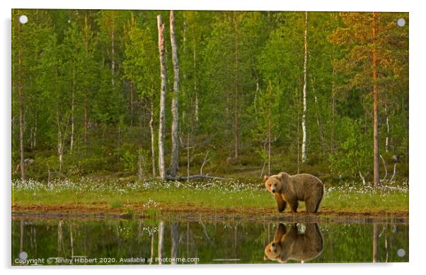 Brown bear standing next to lake Acrylic by Jenny Hibbert
