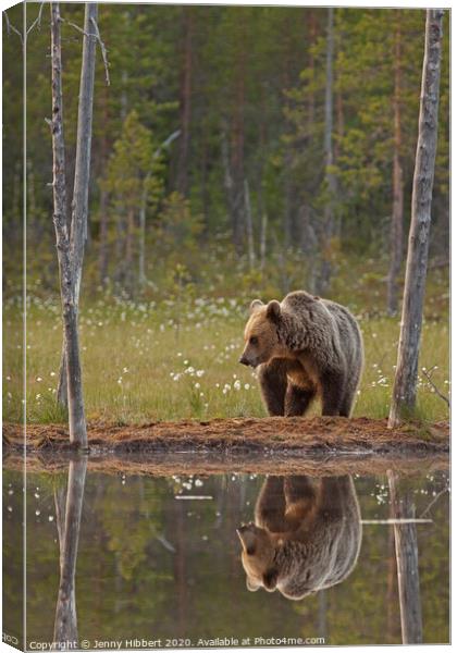 Portrait of Brown bear next to lake, Finland Canvas Print by Jenny Hibbert