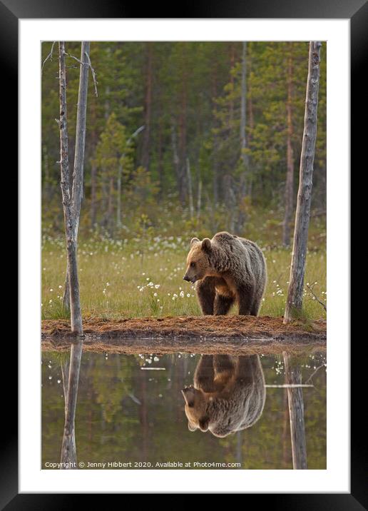 Portrait of Brown bear next to lake, Finland Framed Mounted Print by Jenny Hibbert