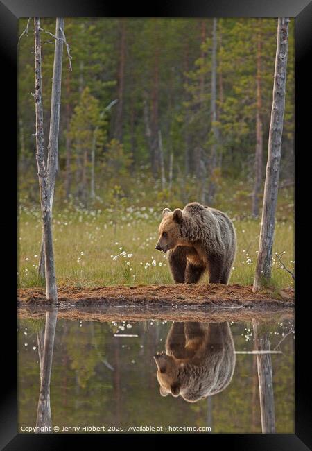 Portrait of Brown bear next to lake, Finland Framed Print by Jenny Hibbert