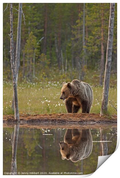 Portrait of Brown bear next to lake, Finland Print by Jenny Hibbert