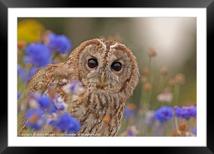Tawny Owl sitting in flowers Framed Mounted Print by Jenny Hibbert