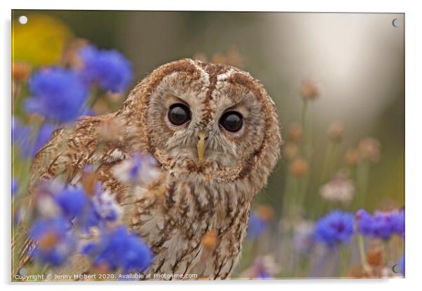 Tawny Owl sitting in flowers Acrylic by Jenny Hibbert