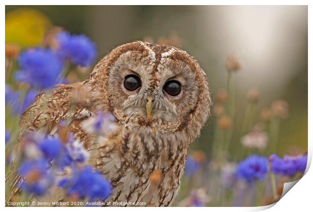 Tawny Owl sitting in flowers Print by Jenny Hibbert