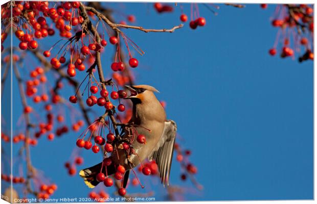 Waxwing feeding on berries in winter time Canvas Print by Jenny Hibbert