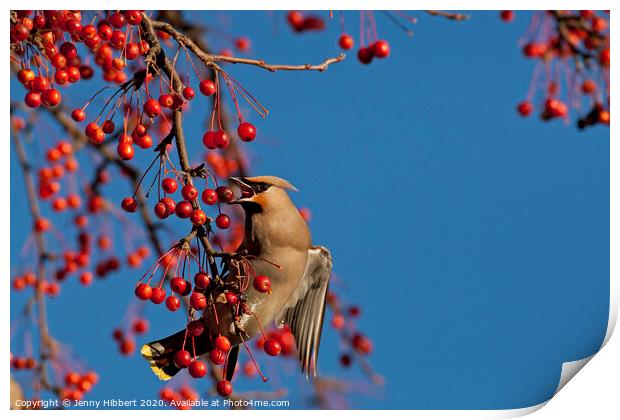 Waxwing feeding on berries in winter time Print by Jenny Hibbert