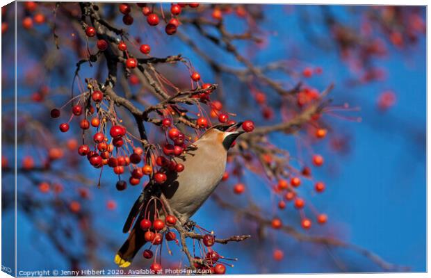 Waxwing taking a berry from tree in Cardiff. Canvas Print by Jenny Hibbert