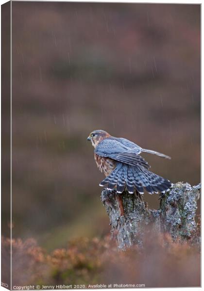 Merlin stretching in the rain Canvas Print by Jenny Hibbert
