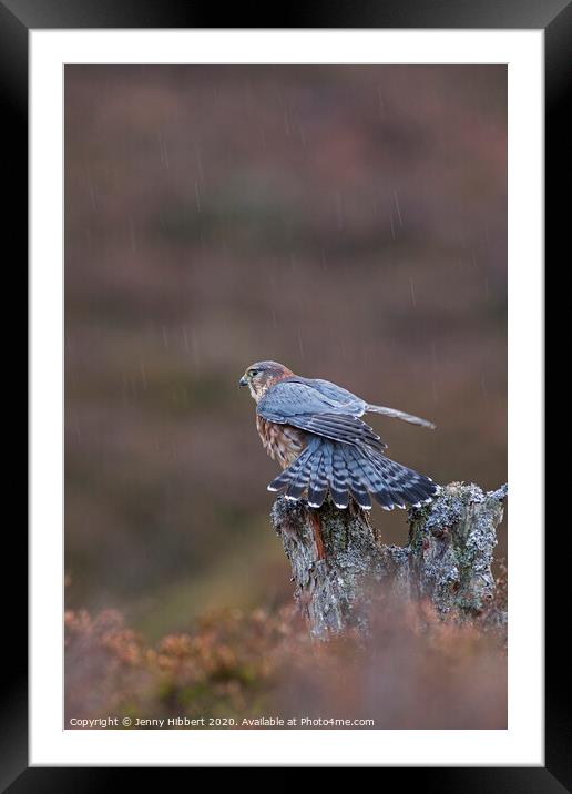 Merlin stretching in the rain Framed Mounted Print by Jenny Hibbert