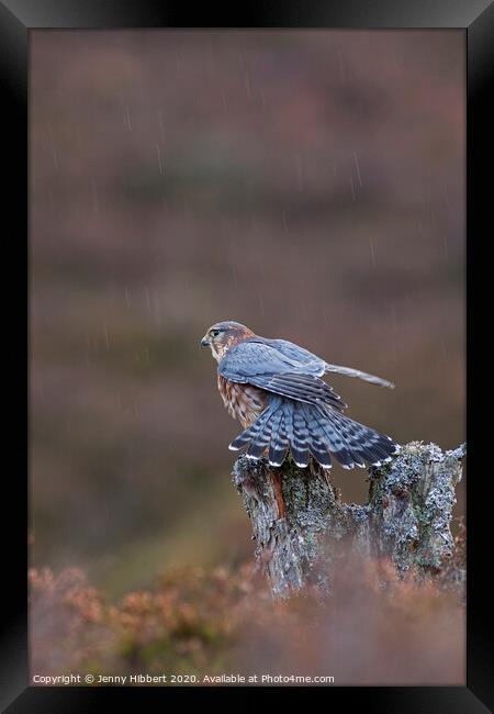 Merlin stretching in the rain Framed Print by Jenny Hibbert