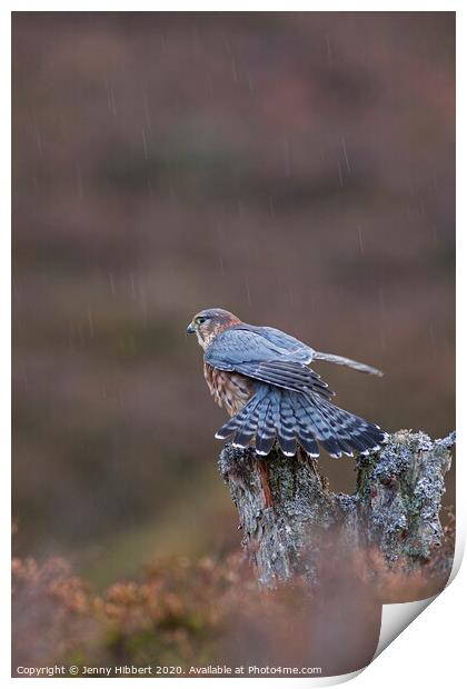 Merlin stretching in the rain Print by Jenny Hibbert