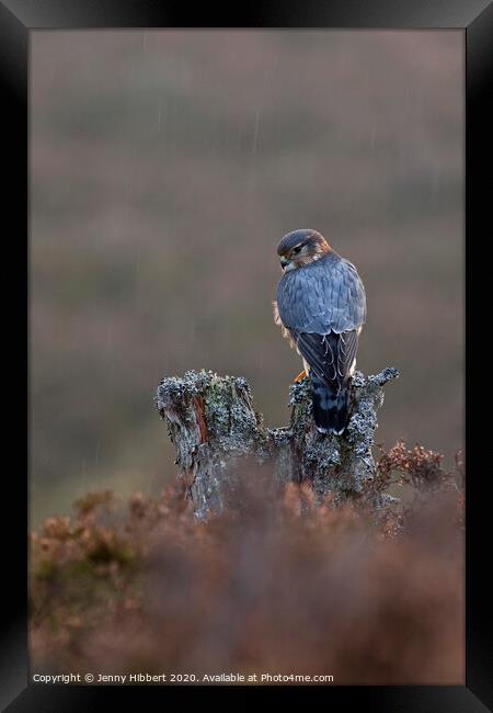 Portrait of Merlin alert in the rain, in highlands of Scotland Framed Print by Jenny Hibbert