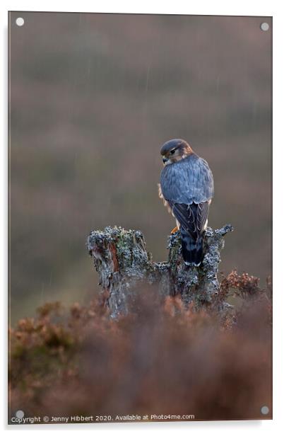 Portrait of Merlin alert in the rain, in highlands of Scotland Acrylic by Jenny Hibbert