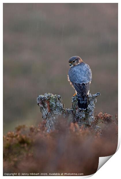 Portrait of Merlin alert in the rain, in highlands of Scotland Print by Jenny Hibbert