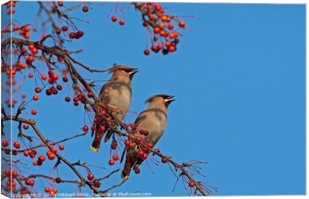 Pair of Waxwings sitting together in Cardiff Canvas Print by Jenny Hibbert