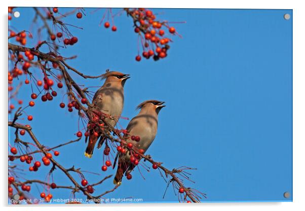 Pair of Waxwings sitting together in Cardiff Acrylic by Jenny Hibbert