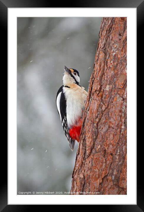 Great Spotted Woodpecker in falling snow Framed Mounted Print by Jenny Hibbert