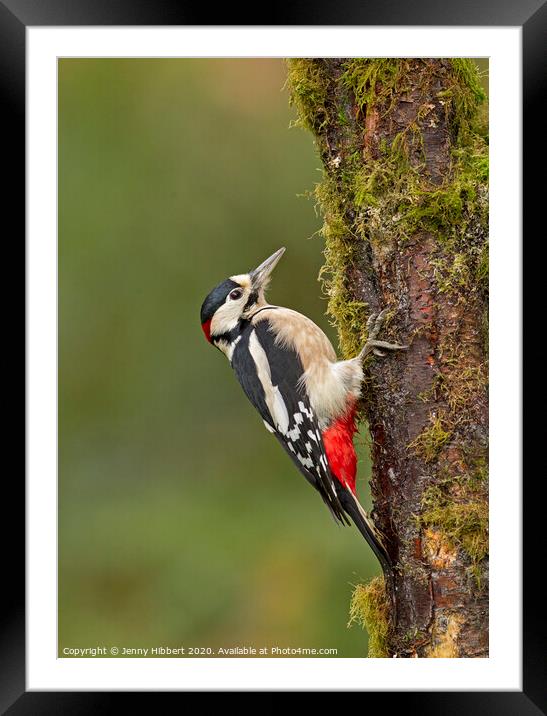 Great Spotted Woodpecker clinging to tree Framed Mounted Print by Jenny Hibbert