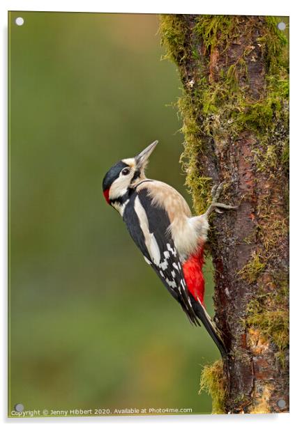 Great Spotted Woodpecker clinging to tree Acrylic by Jenny Hibbert