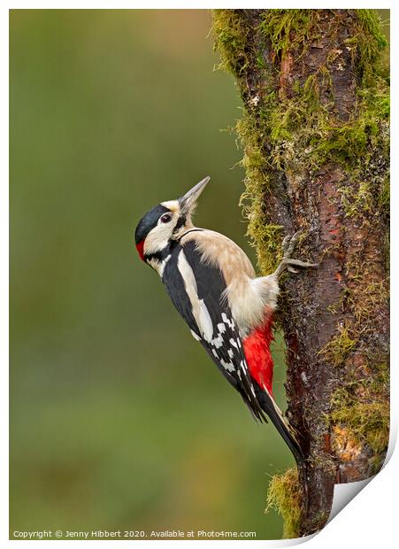 Great Spotted Woodpecker clinging to tree Print by Jenny Hibbert