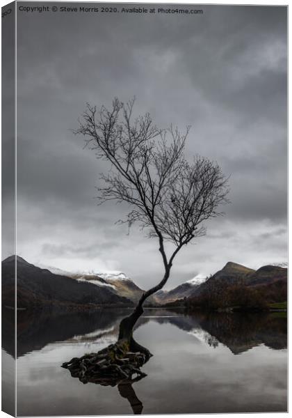 Lonely Tree Canvas Print by Steve Morris